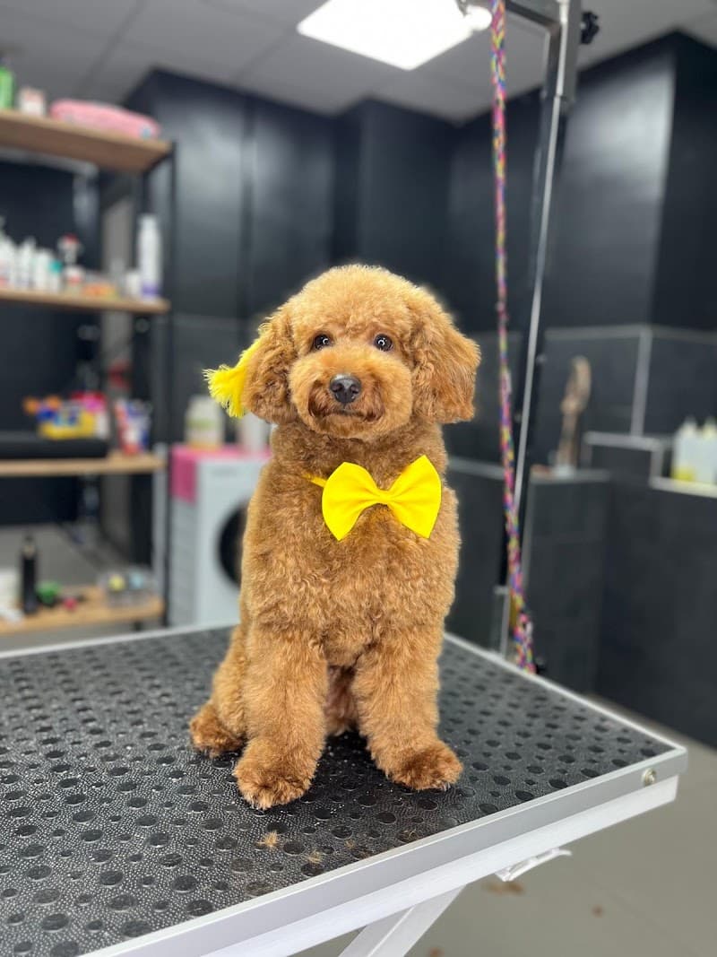 GloryPet Kuaför | Kedi & Köpek Kuaförü — Kartal