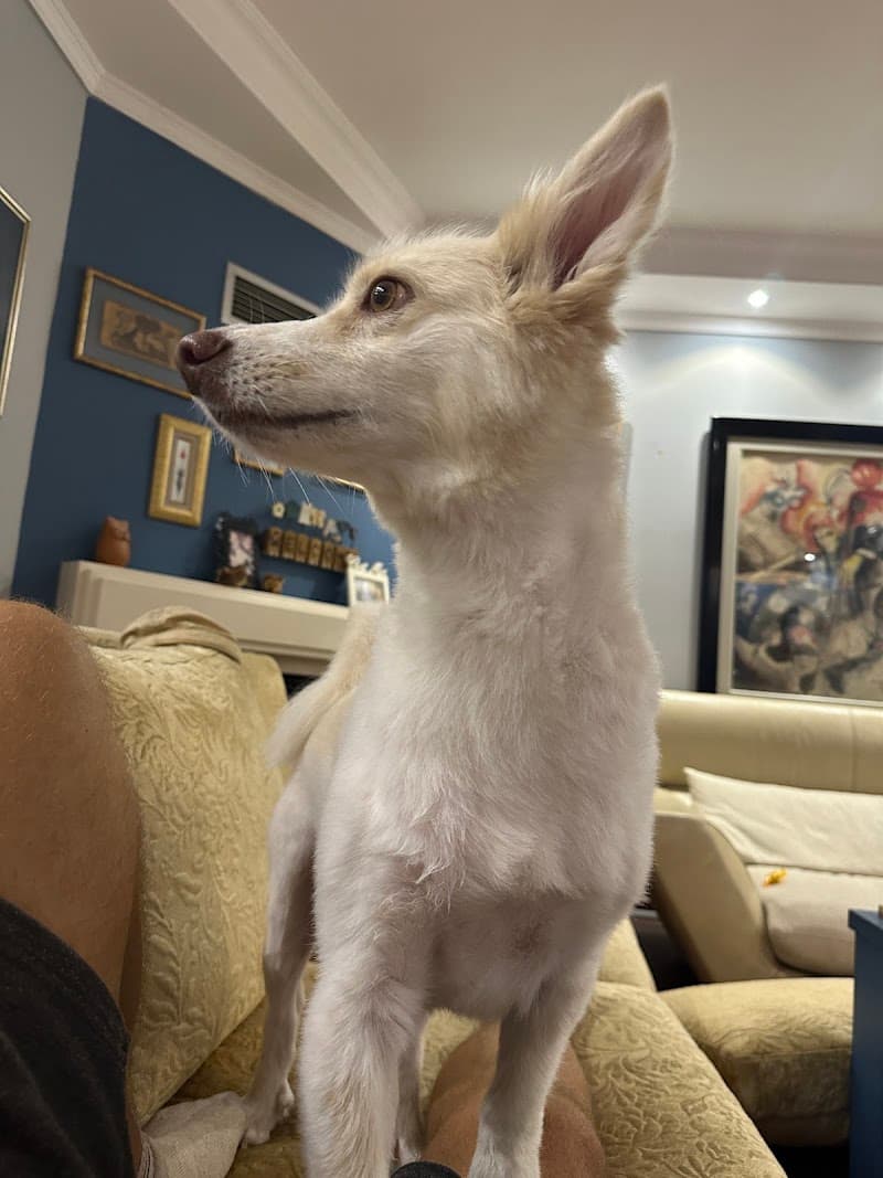 Göktürk Pet Home / Pet Kuaför / Pet Shop — Eyüpsultan