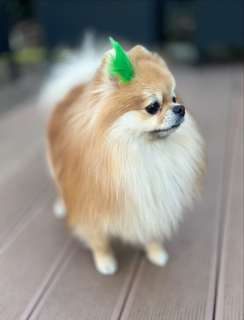 Greenpett Pet Kuaförü — Büyükçekmece