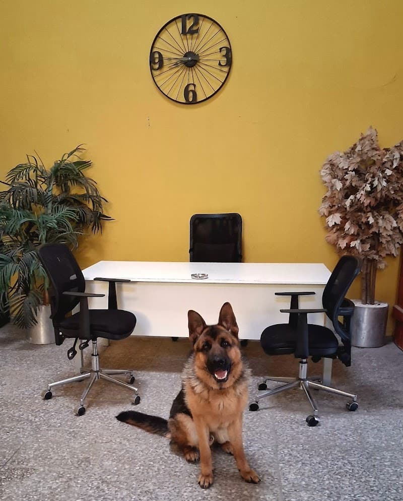 Gürcan Doğaner Köpek Eğitimi — Büyükçekmece