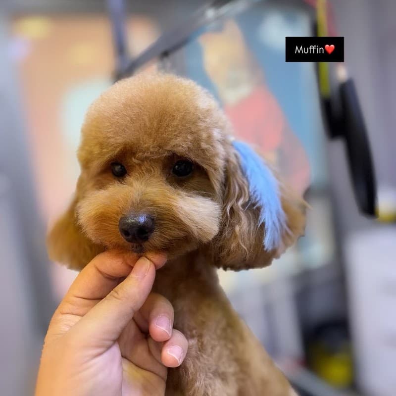 HALKALI PET KUAFÖRÜ VE PETSHOP — Küçükçekmece