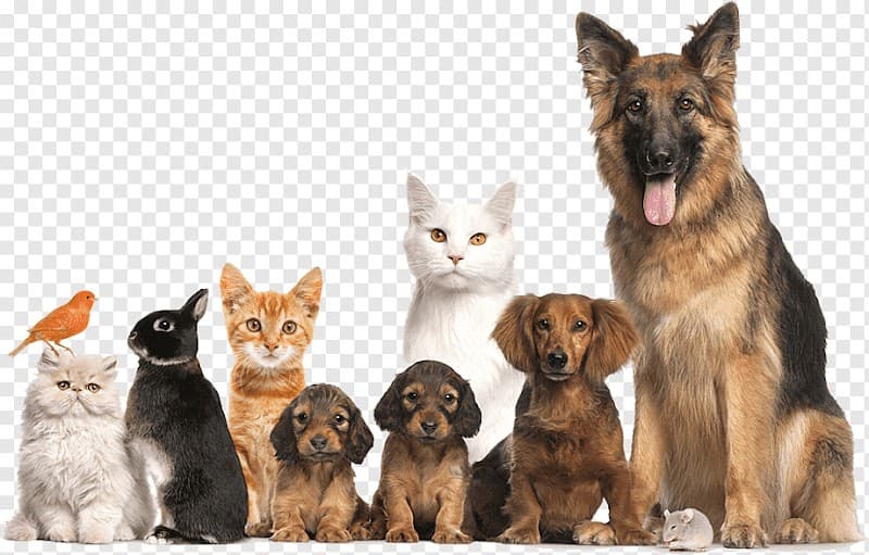 Happy Pet Kuaför — Ümraniye
