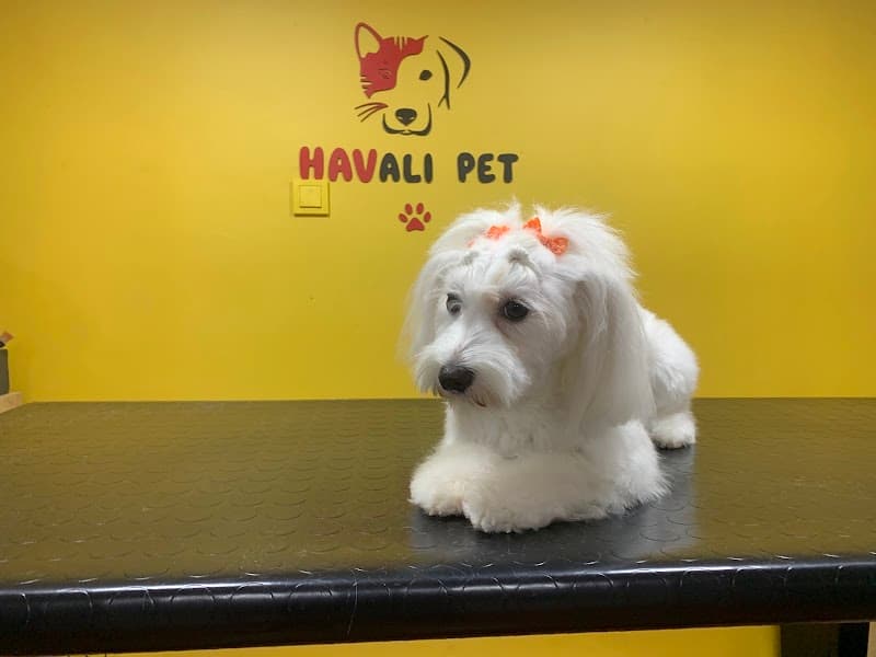 Havalı Pet Kuaför & Shop — Kartal