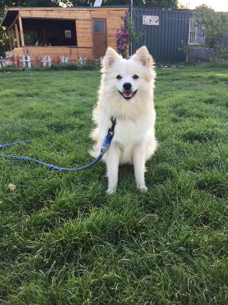 İnanoğlu Köpek Eğitim Merkezi — Eyüpsultan