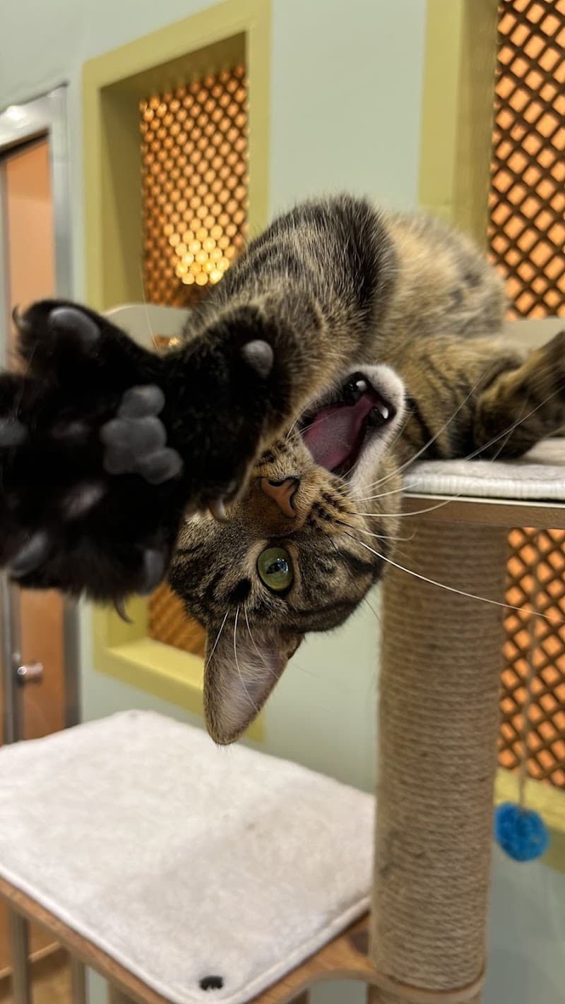 İSTANBUL KEDİ OTELİ | Kedi Pansiyonu — Beşiktaş