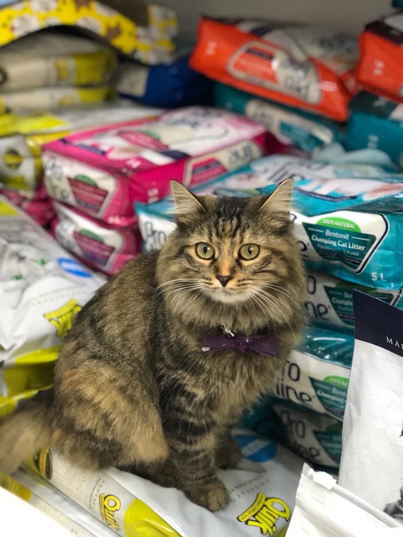 İstanbul Kedi Pansiyon — Gaziosmanpaşa