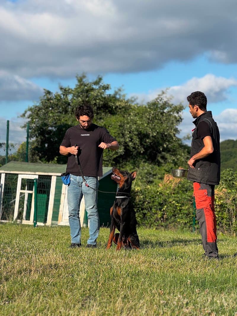 İstanbul Köpek Eğitimi - Harmony — Çekmeköy