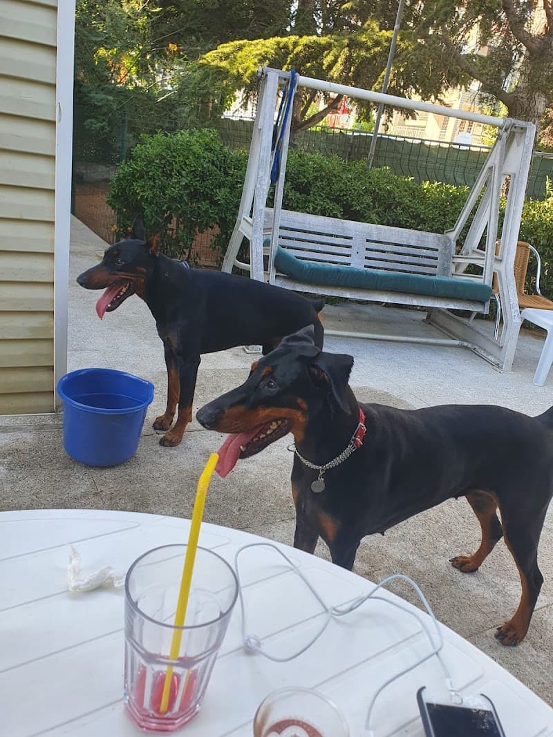 İstanbul Pet Oteli — Avcılar