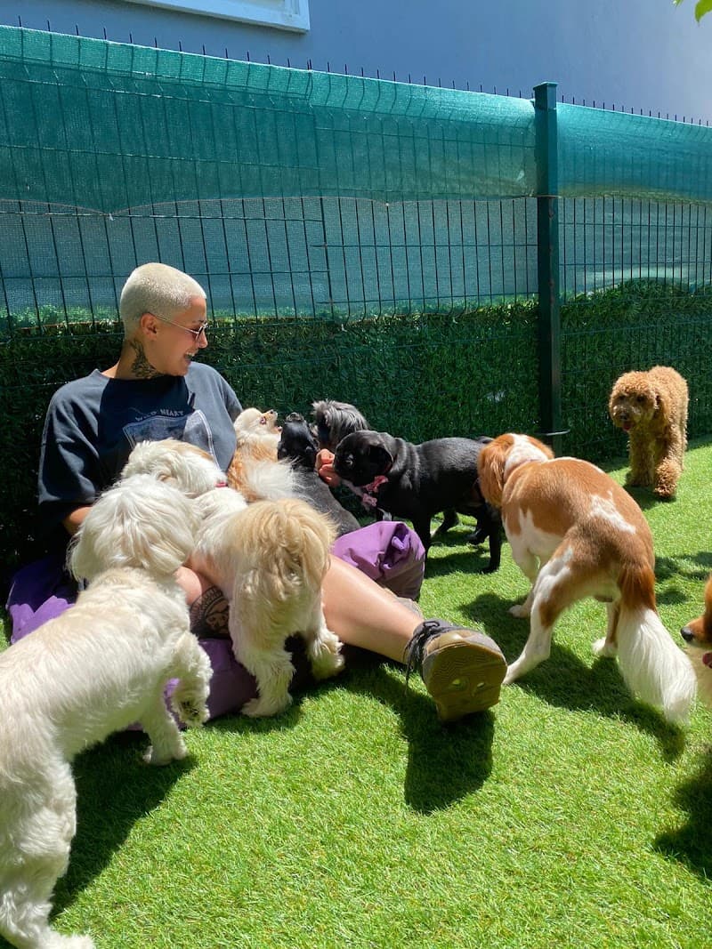 Jordan Pack Köpek Oteli & Kreşi — Beykoz