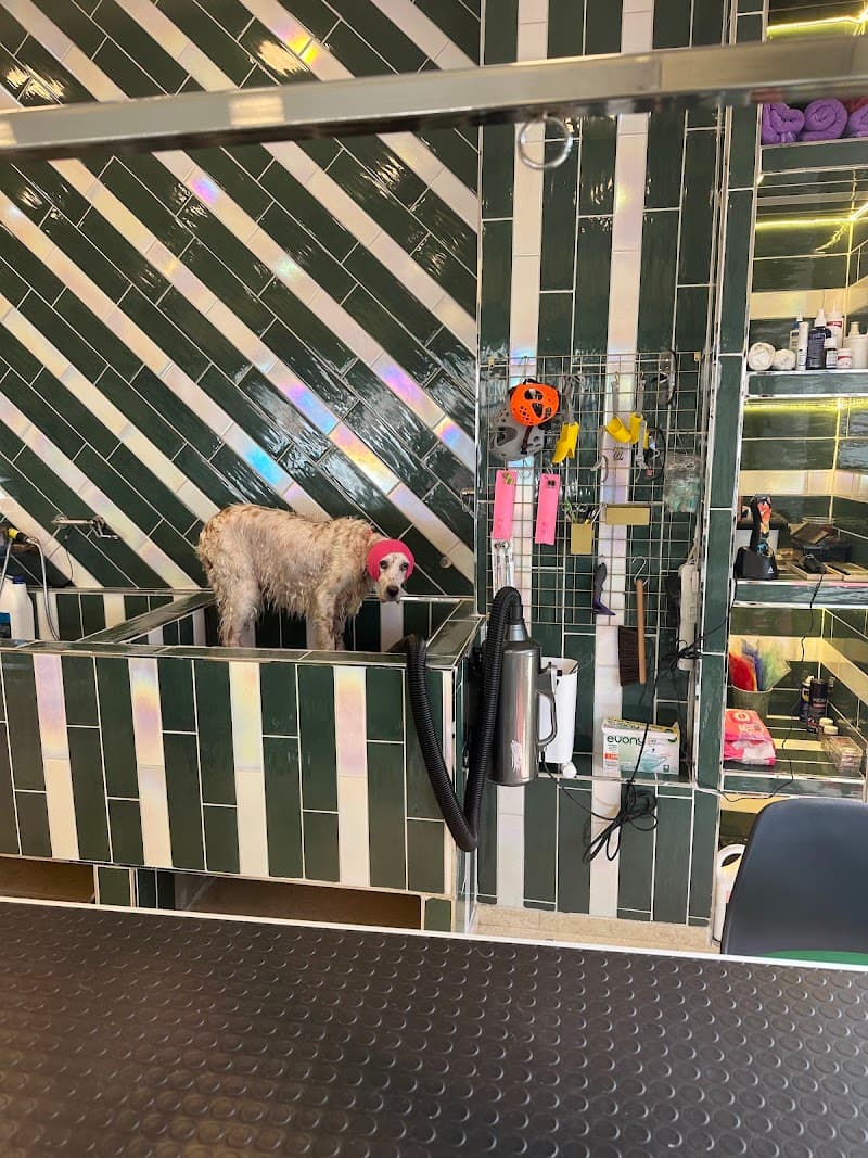 Jove Pet Kuaför & Spa — Bakırköy