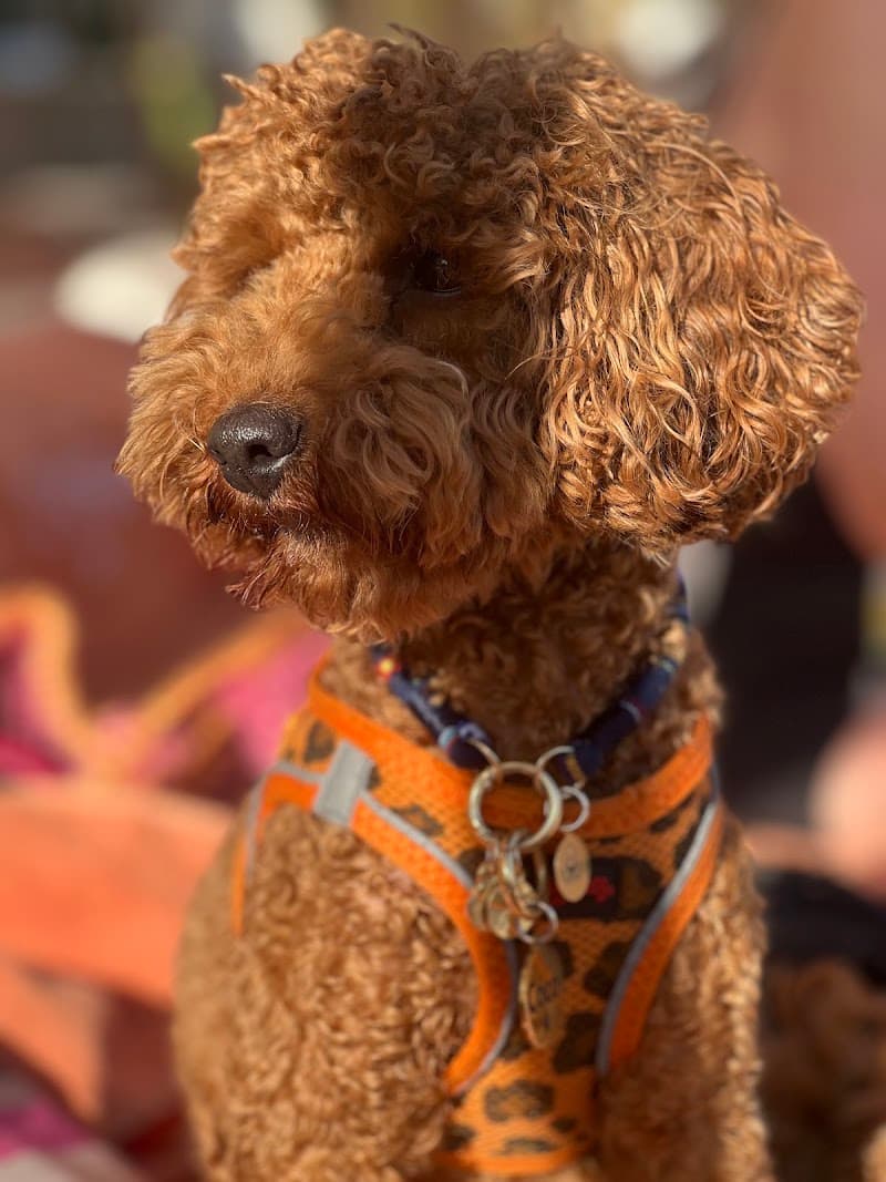 K9 KÖPEK EĞİTİM MERKEZİ — Büyükçekmece