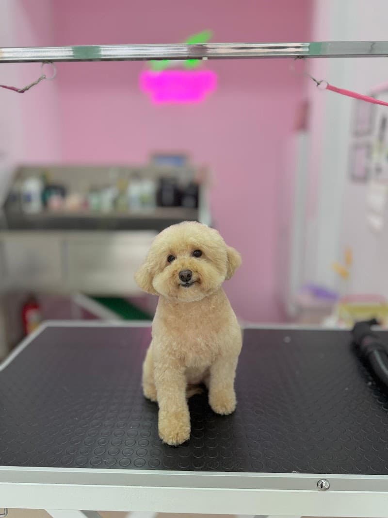 Kaymak Pet Kuaför Üsküdar — Üsküdar