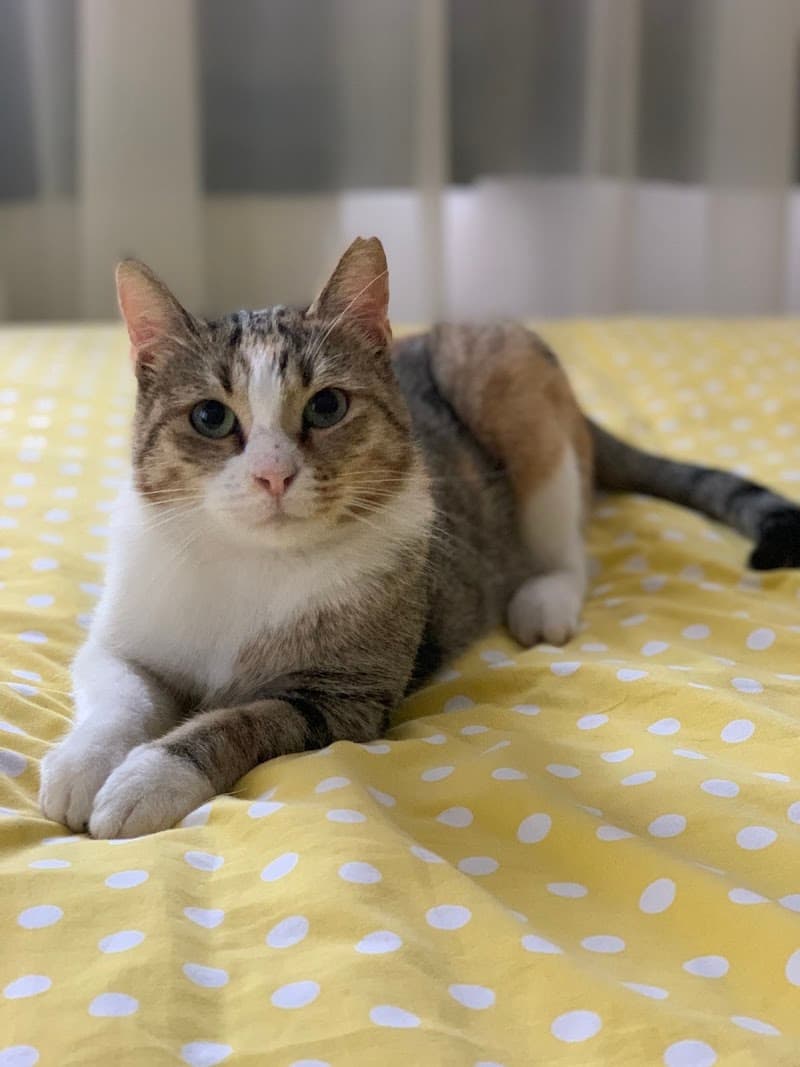 Kedi Hırkız Konakları — Tuzla