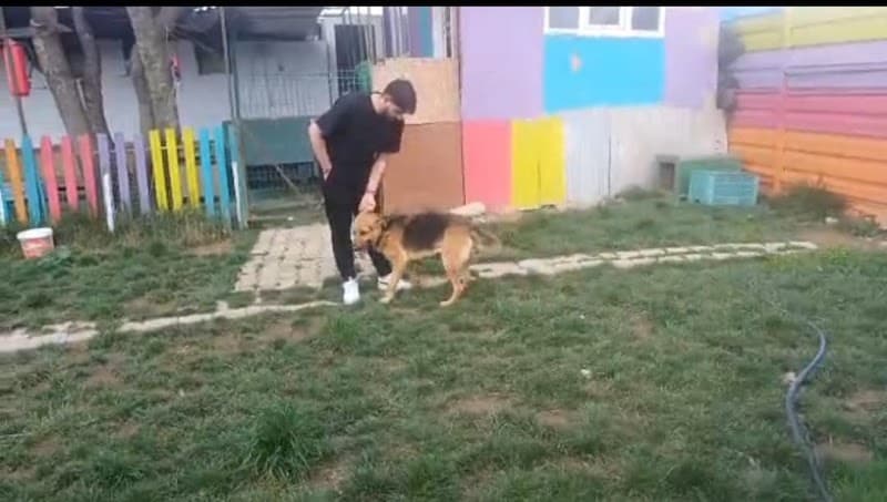 Kedi Köpek Oteli — Sultanbeyli