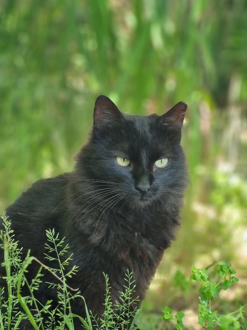 Kedi Oteli — Maltepe