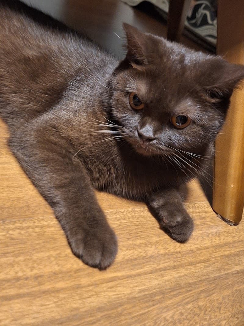 Kedi_Oteli_Oyunevi — Büyükçekmece