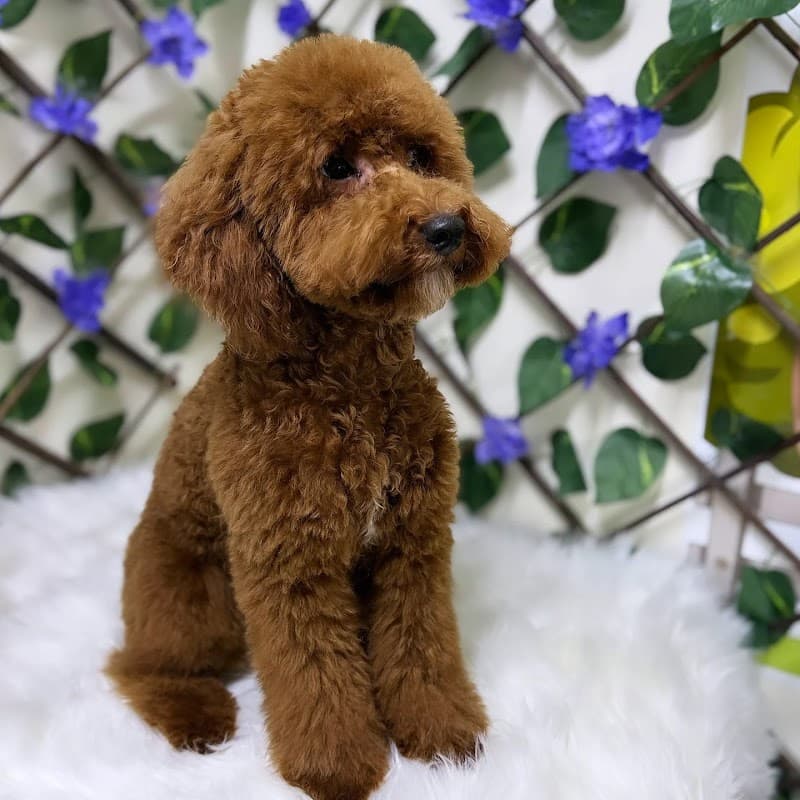 Kiraz Pet Kuaför & Pet Shop — Küçükçekmece