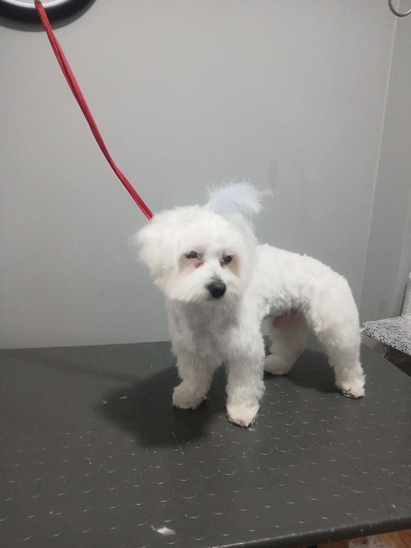 Kokina pet kuafor — Bakırköy
