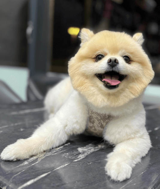 Komas Pet Shop & Kuaför — Şişli