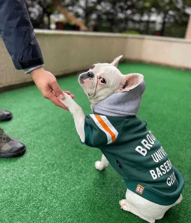 Köpek Eğitim Merkezi İstanbul — Maltepe