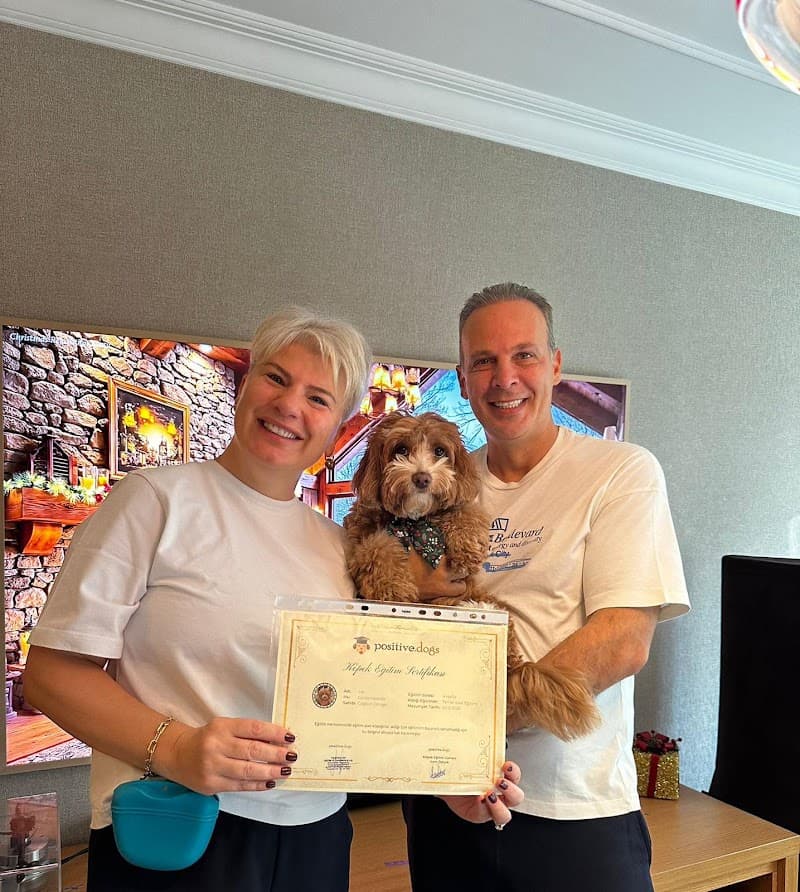 Köpek Eğitimi - Positive Dogs (Positive Pet Eğitim ve Danışmanlık A.Ş.) — Maltepe