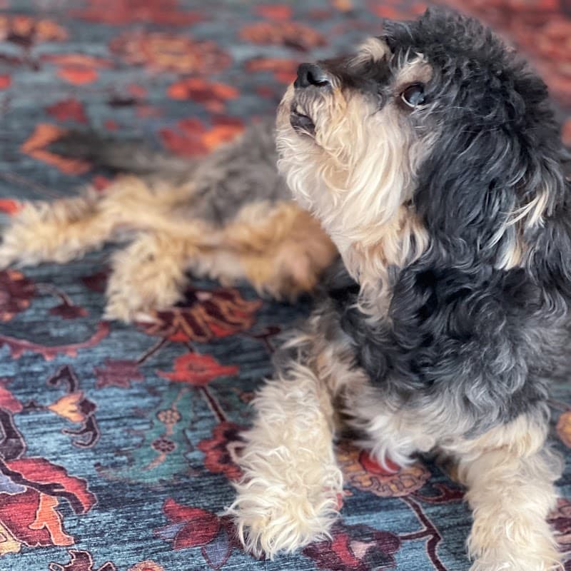 Köpek gezdirme & Oteli /dog walker & sitter — Kağıthane