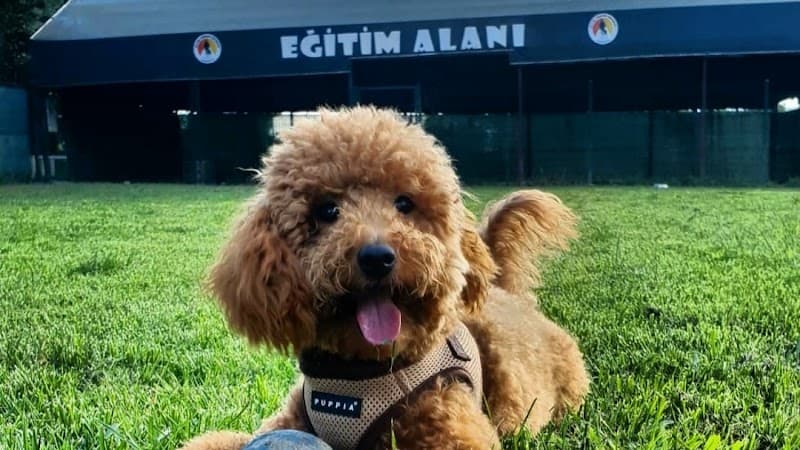 Köpek Oteli ve Pansiyonu - Loyal Friend — Çekmeköy