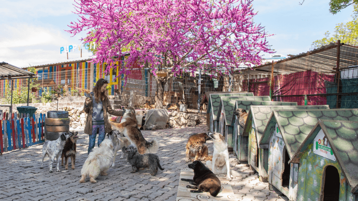 Kurtaran Ev Çiftliği — Arnavutköy