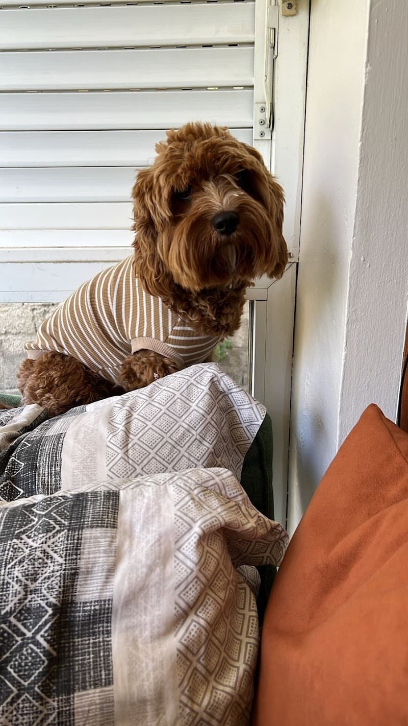 LALA PATİLİ EVİM KÖPEK OTELİ — Adalar