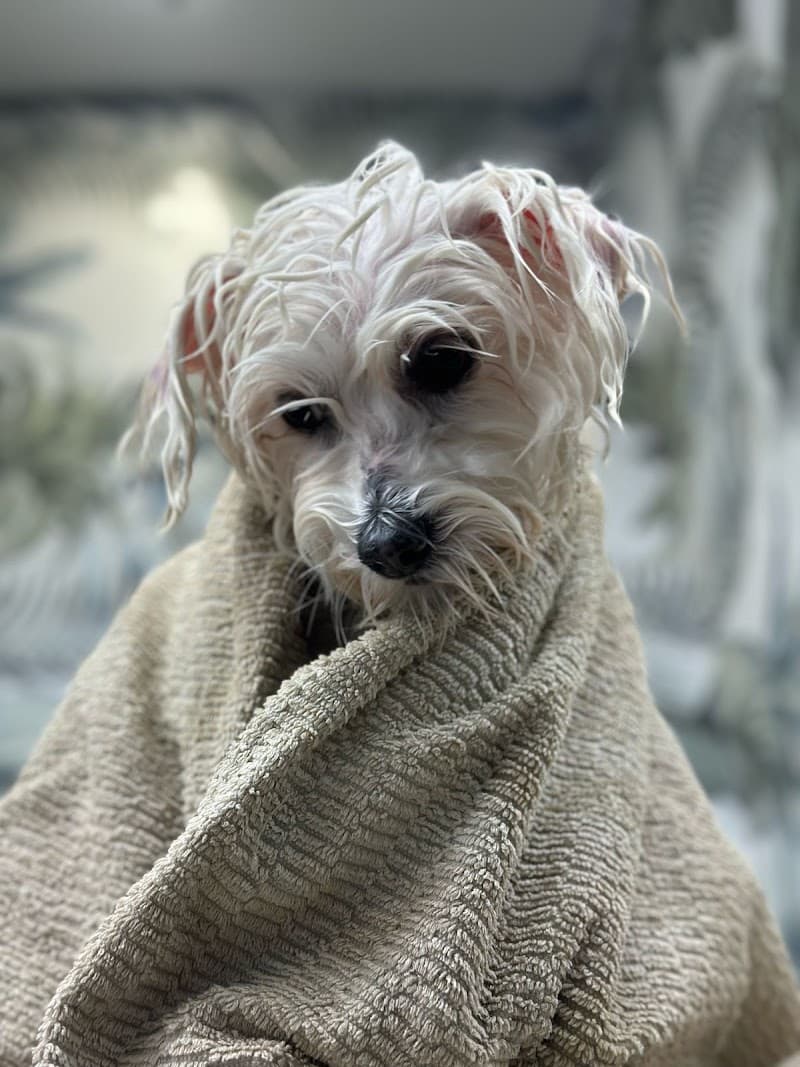 🐩LATTEPETTO KUAFÖR 🪞OZONE TERAPY&SPA💦 — Ataşehir