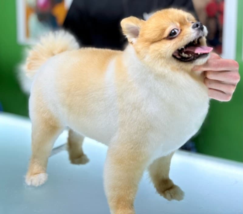 Lil Pet Kuaför & Petshop — Kartal