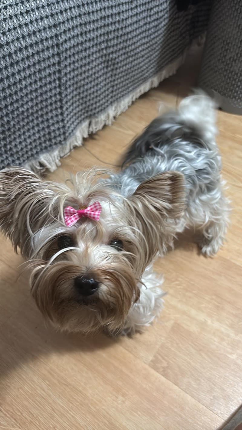 lunaPet | Pet Otel & Pet Taksi — Esenyurt
