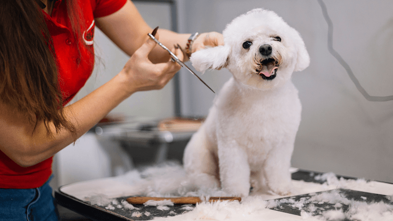 Luxury Fur Pet Kuaför — Bakırköy