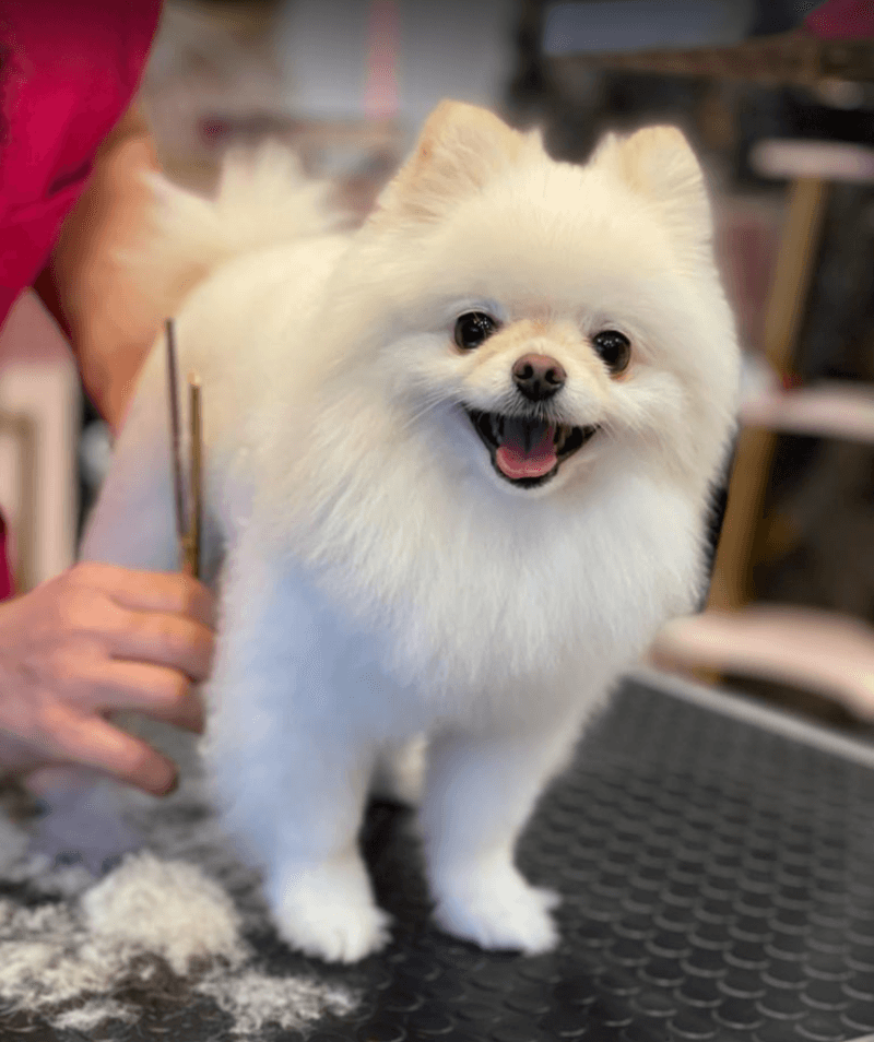 Maçka Pet Kuaför — Şişli