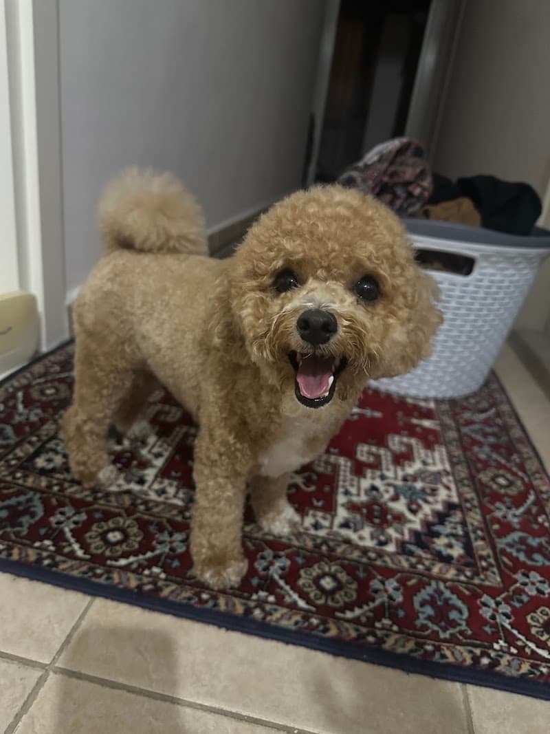 Maya Pet Kuaför — Büyükçekmece
