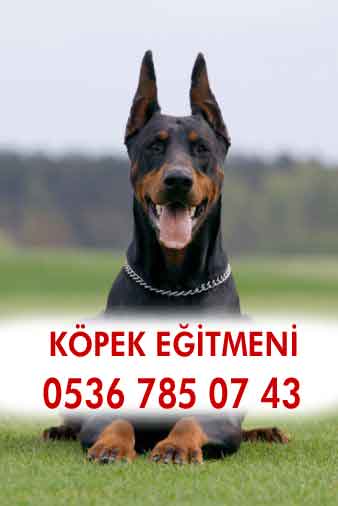 minikkalpler köpek eğitimi — Bakırköy