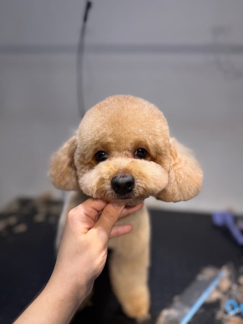 Minipaws Pet Kuaför — Bağcılar