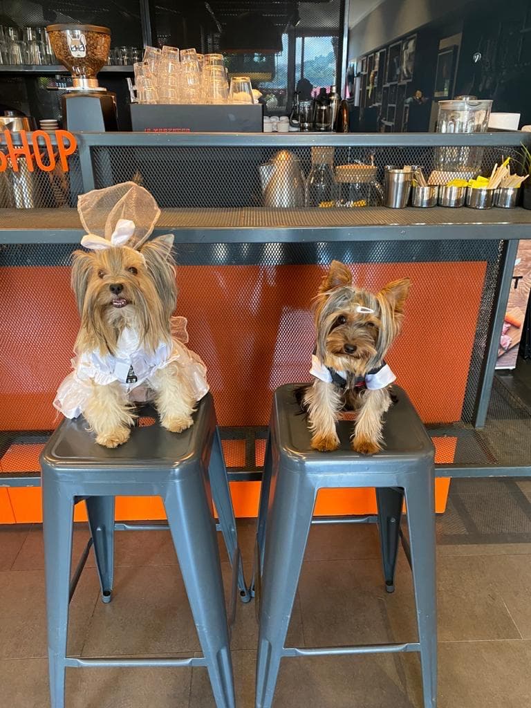 Moji Pet Kuaför — Beşiktaş