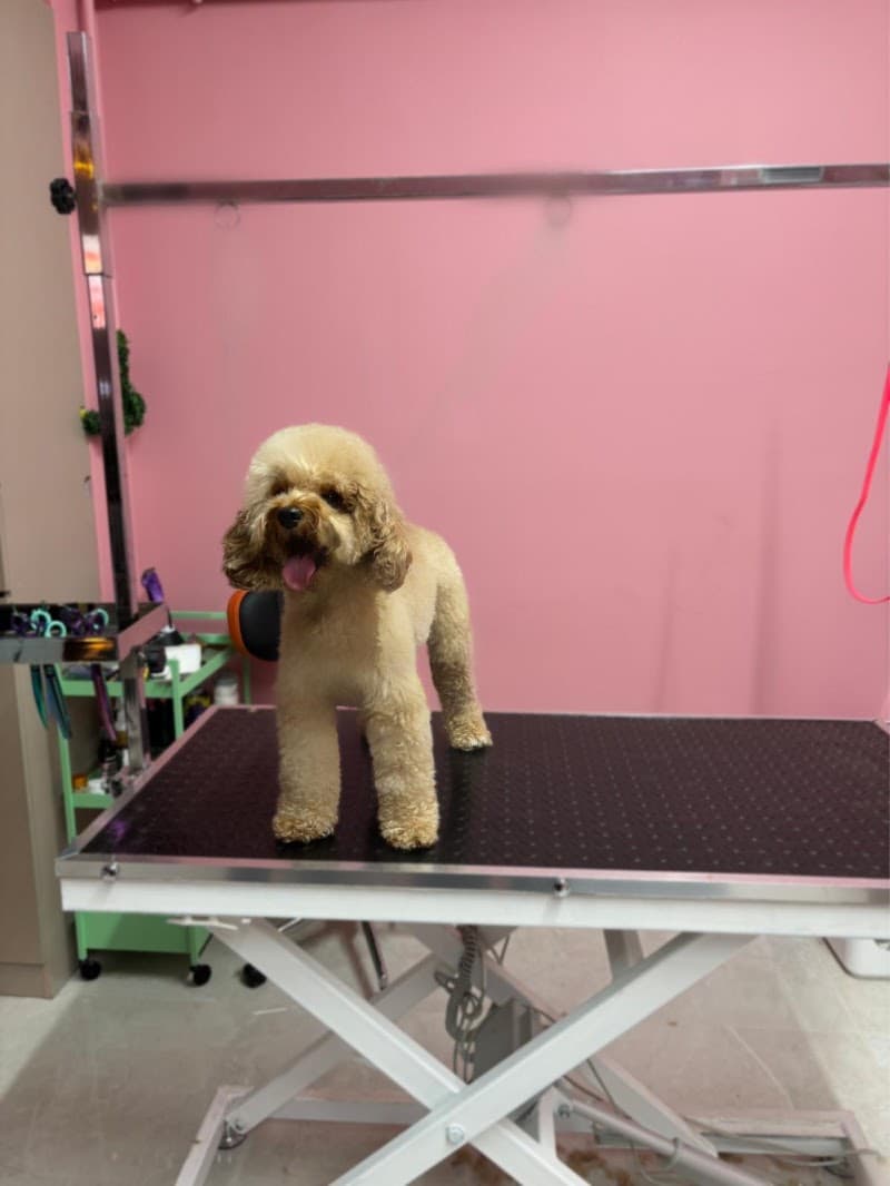 Motipet.co Şişli/Bomonti Pet Kuaför — Şişli