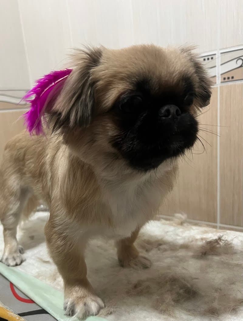 Müzeyyen Pet Kuaför Coiffeur — Silivri