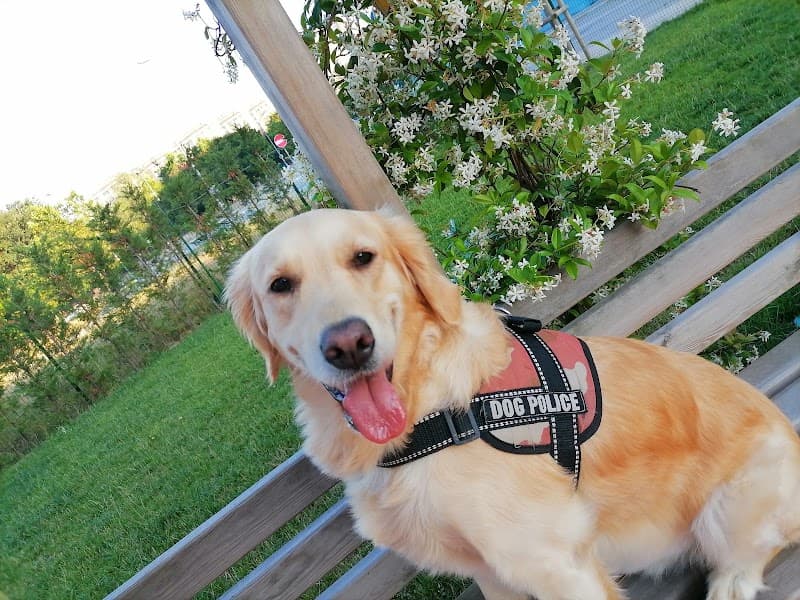 Neşeli Patiler Köpek Eğitim Parkı — Sultanbeyli