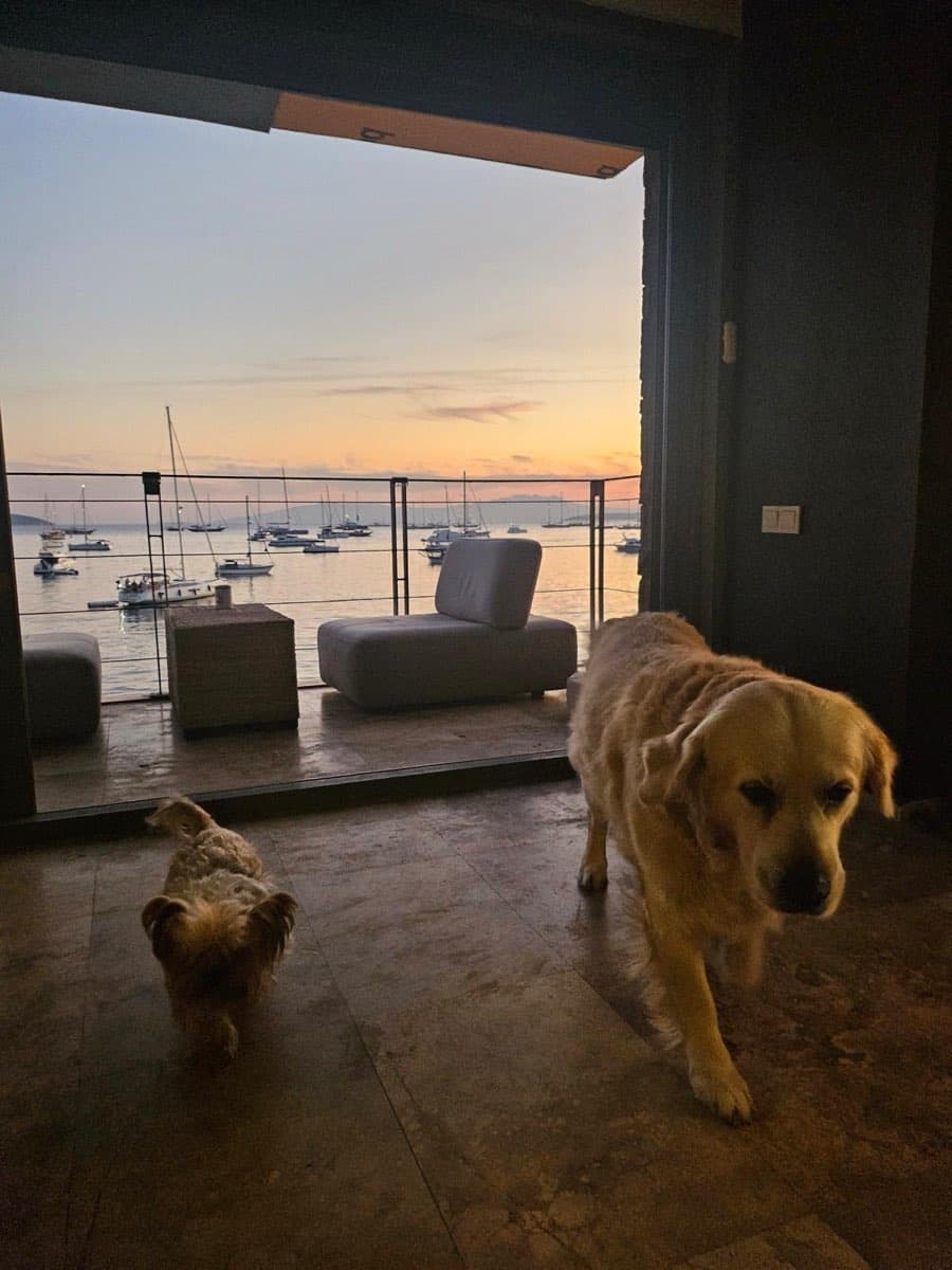 NilGardens Köpek Oteli — Maltepe