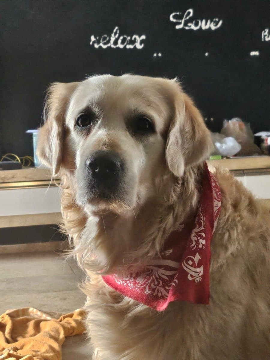 NilGardens Köpek Oteli — gerçek tesis fotoğrafı 2