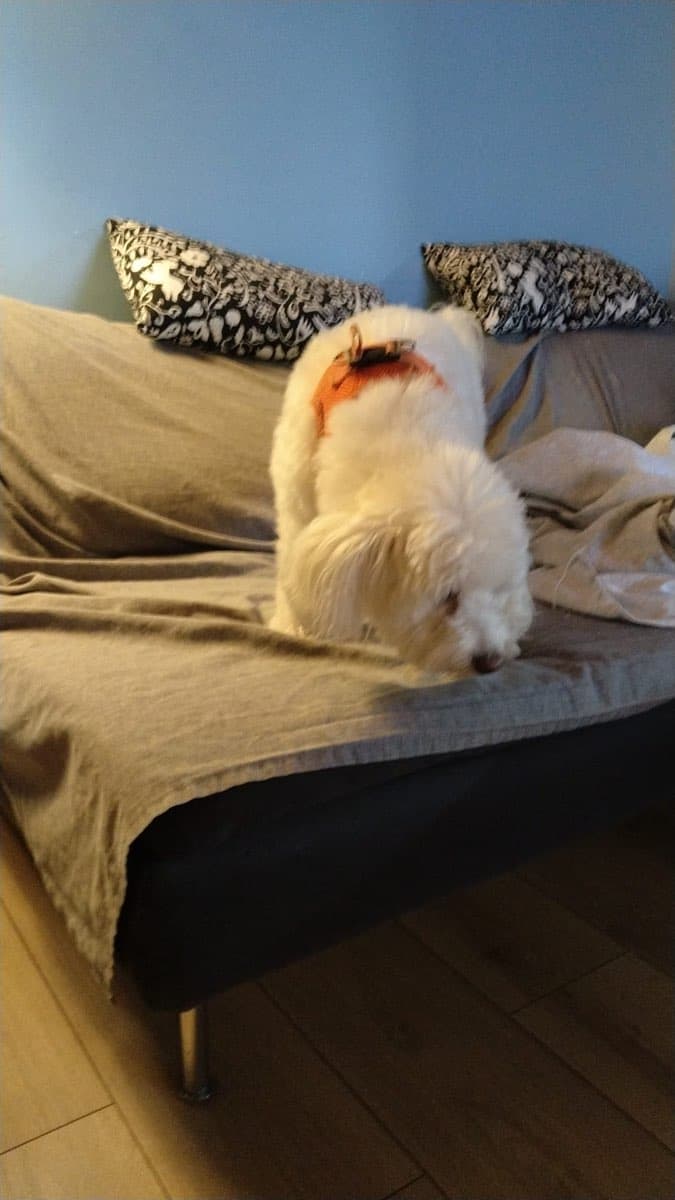 NilGardens Köpek Oteli — gerçek tesis fotoğrafı 3