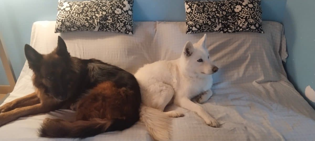 NilGardens Köpek Oteli — gerçek tesis fotoğrafı 6