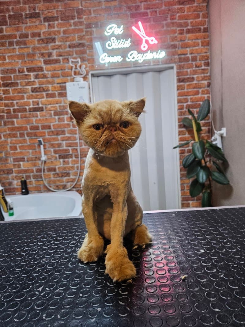Özel Pendik pet kuaför — Pendik