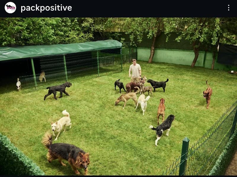 Pack Positive Köpek Otelİ & Kreş & Eğitim & Beslenme — Eyüpsultan