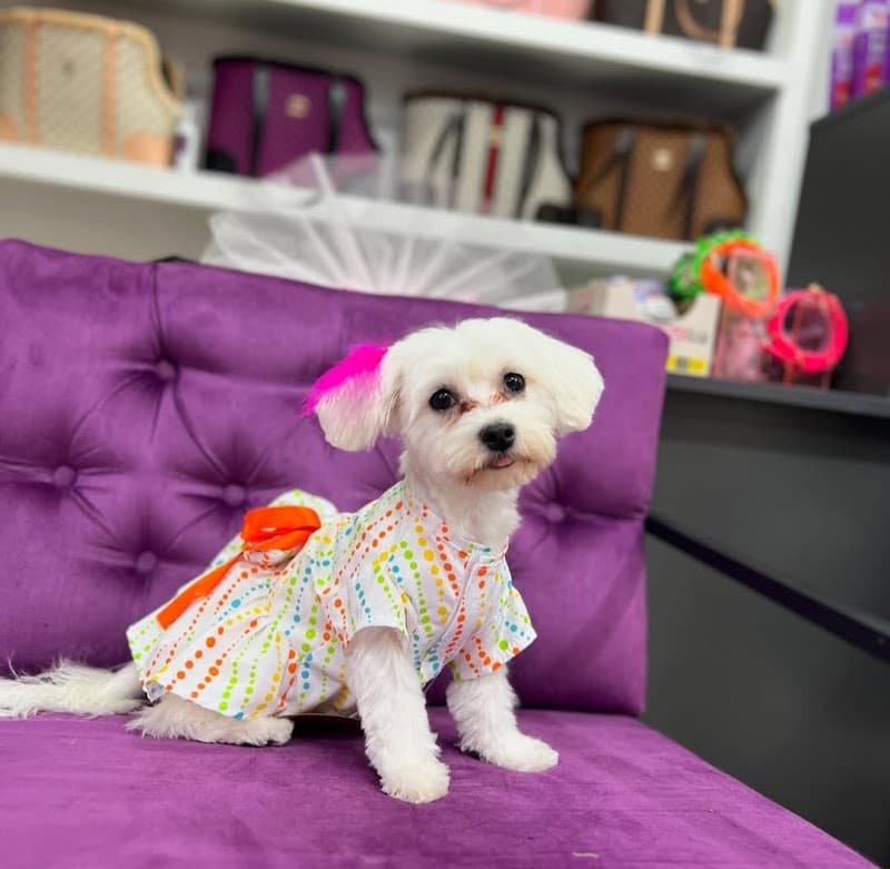 PARK PET KUAFÖR & SPA VE PET SHOP — Büyükçekmece