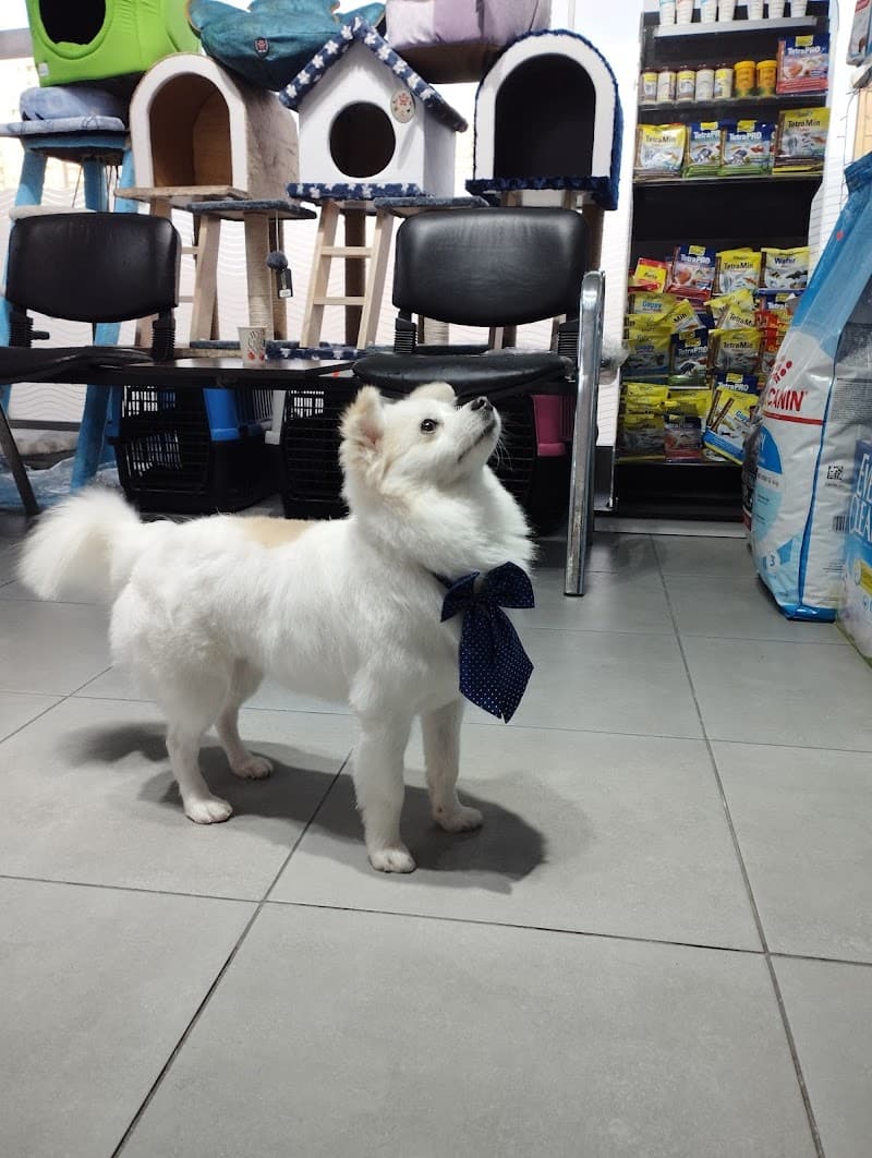 PATİ AVRUPA PETSHOP PET KUAFÖR GAZİOSMANPAŞA — Gaziosmanpaşa
