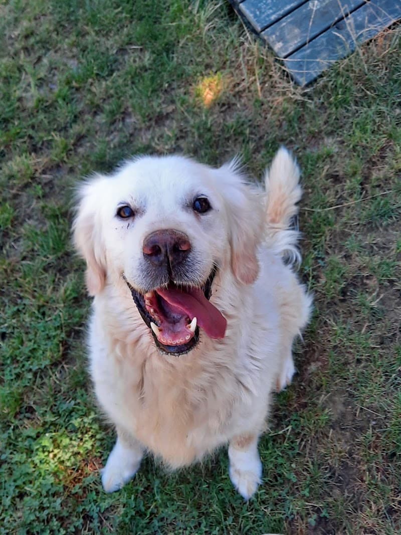 Pati Dog Club - Köpek Eğitimi Merkezi — Üsküdar
